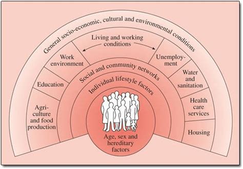 The Main Determinants Of Health Dahlgren And Whitehead 1991 Download Scientific Diagram