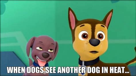 Funny Paw Patrol Memes And Pics 1 Highest Ranking Dog In Heat