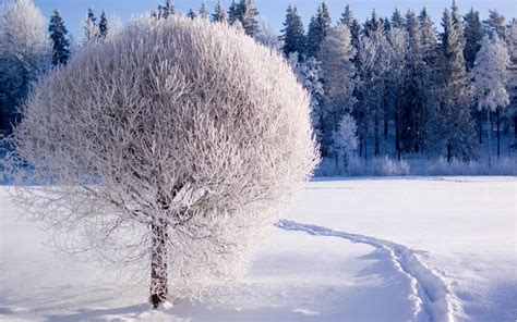 Winter Forest Trees Thick Snow White World Wallpaper Nature And