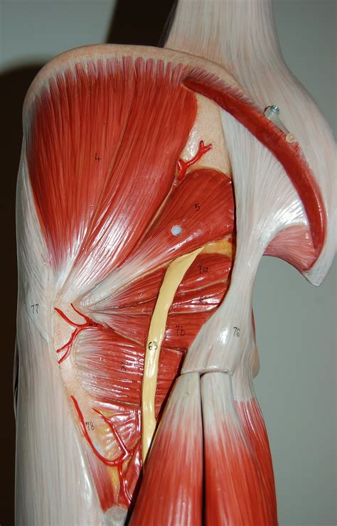 Pelvic Muscle Anatomy Label