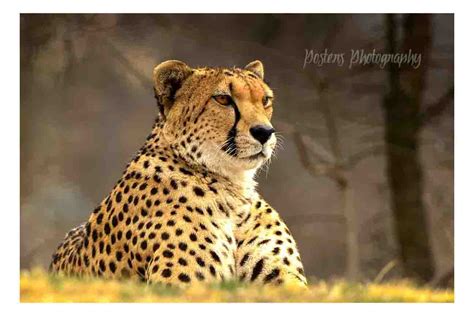 Cheetah Profile Postersphotography