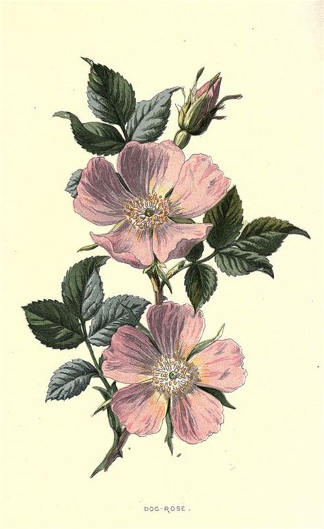 N239w1150 Wild Rose Tattoo Botanical Drawings Flower Drawing