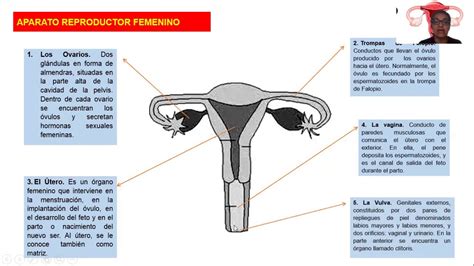 Caracteristicas Del Aparato Reproductor Femenino