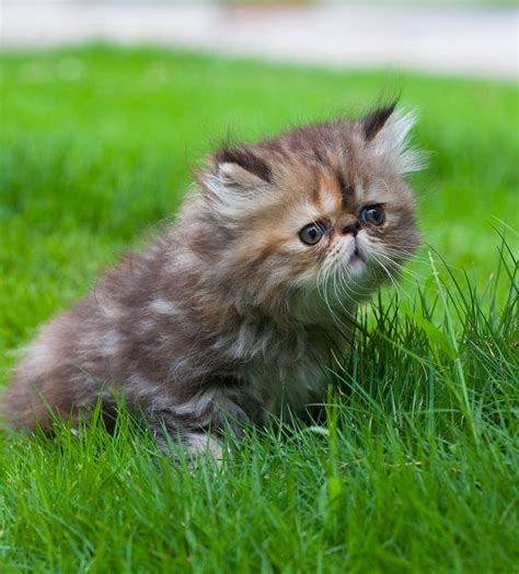 Reputable florida persian cat breeder offering doll face teacup kittens. Persian Cat Names - Over 200 Gorgeous Ideas!