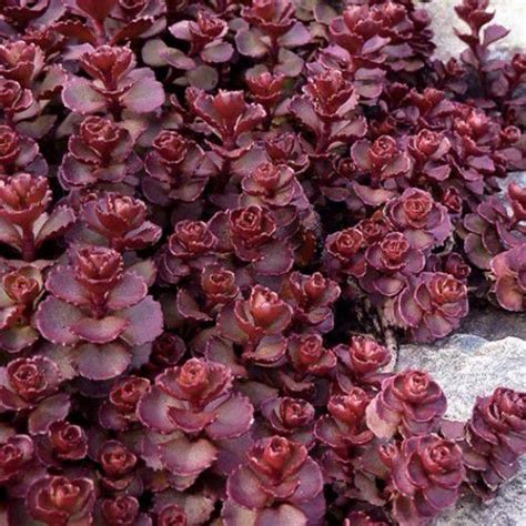Sedum Forsterianum Cv Sedum Purple Carpet Seeds X50 Ole Lantanas