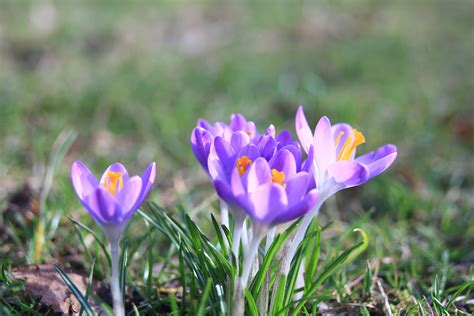 Close Up Photo Of Purple Crocus Flower Hd Wallpaper