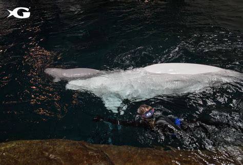 Adorable Baby Beluga Whale Born At Georgia Aquarium In Atlanta Us