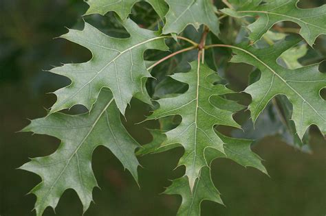 24 Types Of Oak Trees And Their Characteristics American Gardener