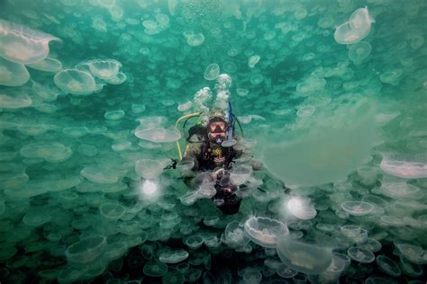 Alaska Magazine Dive In A Jellyfish Bloom In Alaska