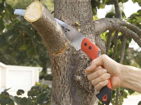 How To Prune Trees Correctly Tree Pruning Techniques