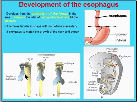 Esophagus Lesson For Kids Definition Function Studycom