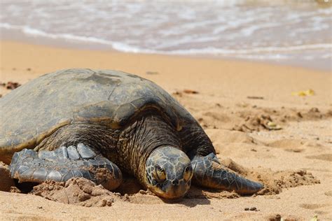 Hawaiis Sea Turtles Common Questions And Easy Solutions Hawaii Marine