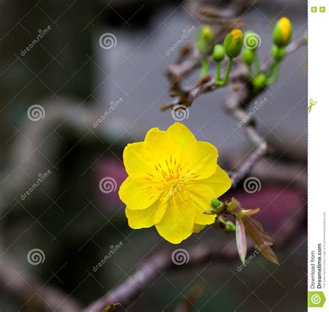Yellow Apricot Blossom Closeup Hoa Mai Stock Photo Image Of