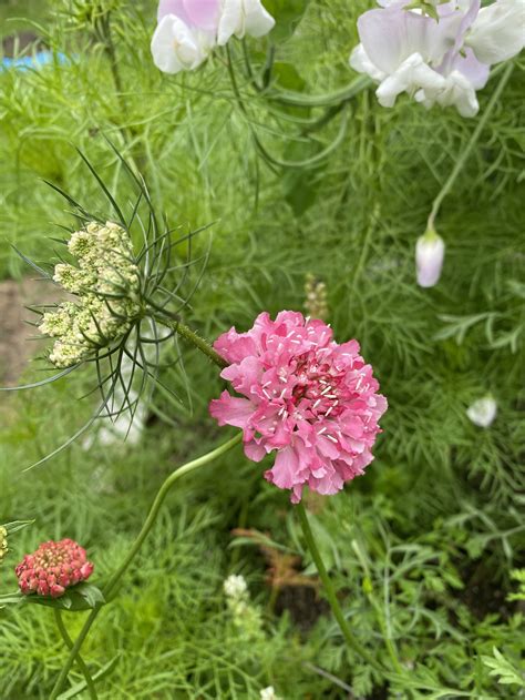 Scabiosa Imperial Mix Seed Pack — Flora Grow