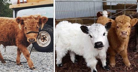 If you have deep love for cows but don't own a barn, large field or a farm, well, you can opt to own a mini cow. There Are Fluffy Miniature Cows You Can Own As A Pet And ...