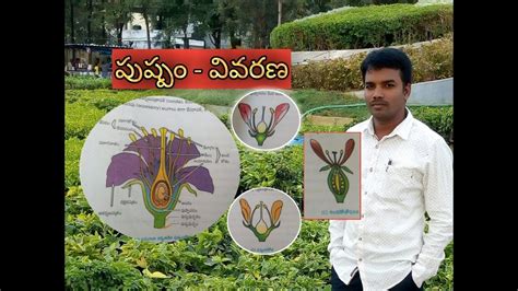 పుష్పం వివరణ /Botany Telugu videos | biology videos | EAMCET life science videos | Gs videos ...