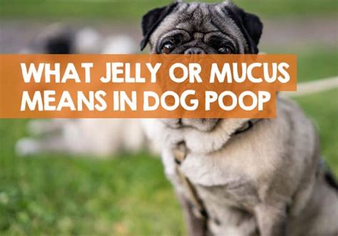 What Jelly Mucus In Dog Poop Might Mean Red White And Yellow Jelly