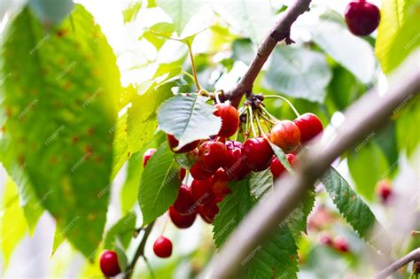 Premium Photo Stella Cherry Tree With Ripe Dark Red Cherries Hanging On Tree Branch