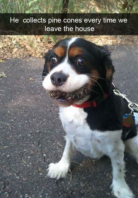 10 Hilarious Dog Snapchats That Are Impawsible Not To Laugh At Part 2