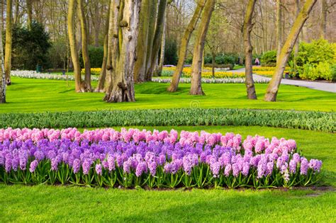 Colorful Flowers Blossom In Dutch Spring Garden Keukenhof Holland
