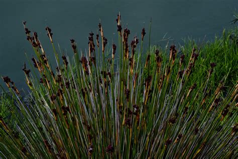 Reeds In The Water Free Stock Photo Public Domain Pictures