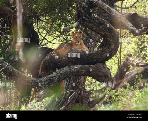 Climbing Lions In A Tree At Lake Manyara Stock Photo Alamy