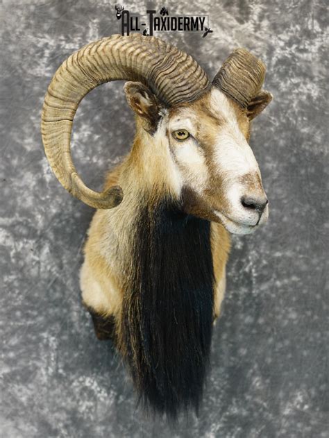 Mouflon Sheep Taxidermy Shoulder Mount For Sale Sku 2191 All Taxidermy