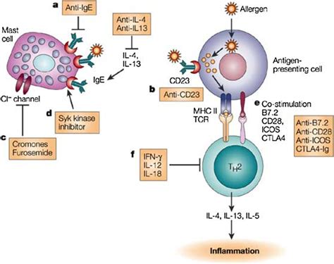 The mechanism of tocilizumab (tcz) in rheumatoid arthritis was illustrated as the bathtub theory by nishimoto et al.28 the faucet (immune this review summarizes our current understanding of the underlying pathomechanism, diagnosis of ra, as well as the mode of action, clinical benefits. Mechanism of action of omalizumab (Modified from 9 ...