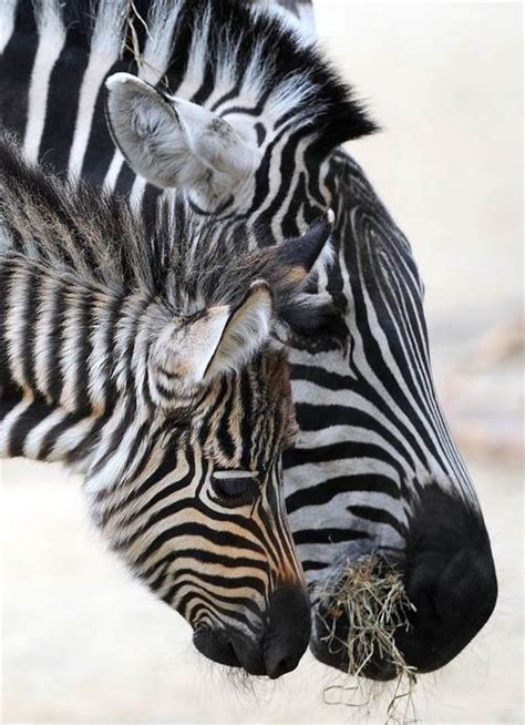 Zebras Animals Photo 34278158 Fanpop