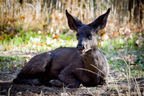Rare Black Deer In Moab Area Died Of Chronic Wasting Disease Etv News