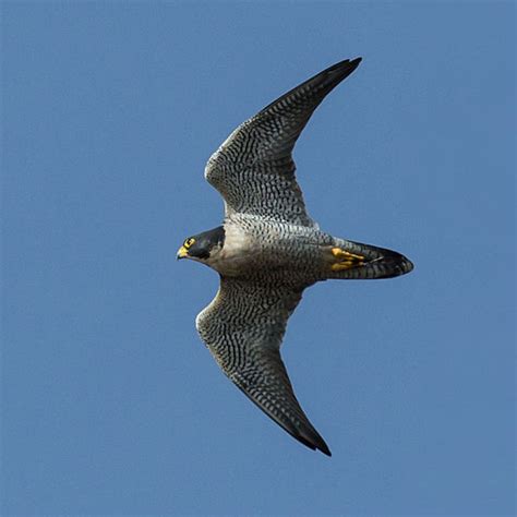 The Peregrine Falcon The Fastest Animal In The World Owlcation