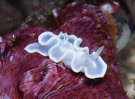 Nudibranch 12 Laboheme Flickr