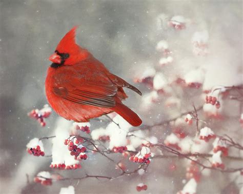 Red Cardinal On Snowy Branch With Red Berries Photograph By Lynn