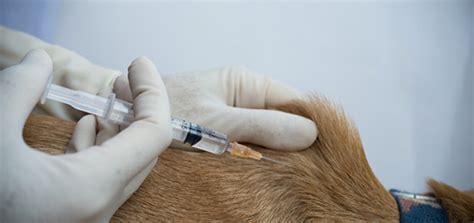 Estas Son Las Vacunas Obligatorias Para Perros MAPFRE
