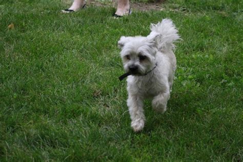 Blissfull Shih Tzu Poodle Mix Black And White Puppy