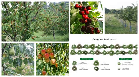 How To Select Fruit And Nut Trees For Your Forest Gardenpolyculture