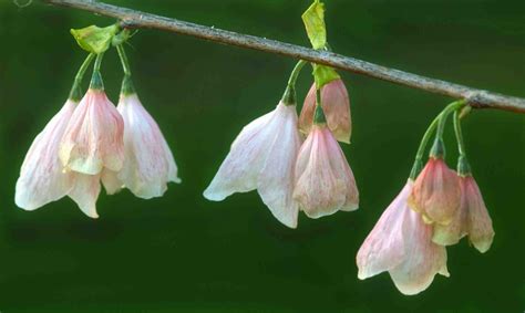 For a spring garden, many plant cool season vegetables from late february through march. Kentucky Native Plant and Wildlife: Plant of the Week ...