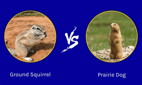 Ground Squirrel Vs Prairie Dog The 5 Key Differences W3schools