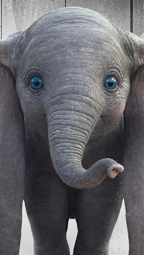 Elephant Close Up Hd Wallpaper Peepsburgh