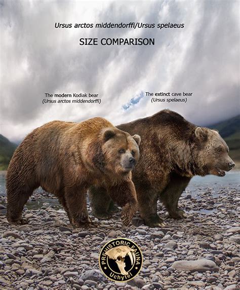 Cave Bear And Kodiak Bear Size Comparison Extinct Animals Ancient