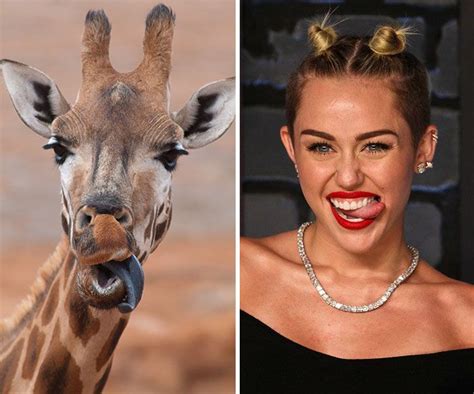 Giraffe Looks Like Miley Cyrus Celebrities Funny Celebrity Look