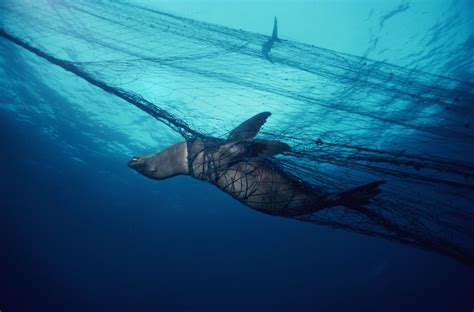 Pesca Incidental Cinco Desastrosas Consecuencias Para Los Océanos