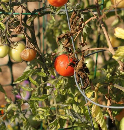Tomato Late Blight West Coast Seeds