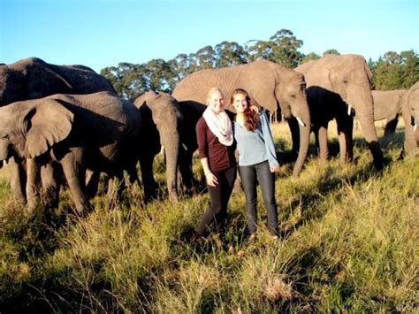 Volunteer With Elephants In South Africa Responsible Travel
