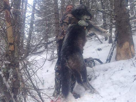 One On One Guided Wolf Hunts In Idaho Ace Outfitters