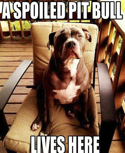 True Story American Staffordshire Terriers American Pitbull Terrier