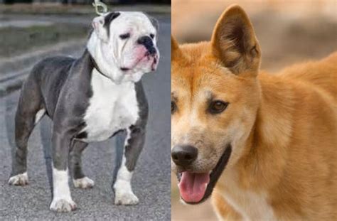 Old English Bulldog Vs Dingo Breed Comparison Mydogbreeds