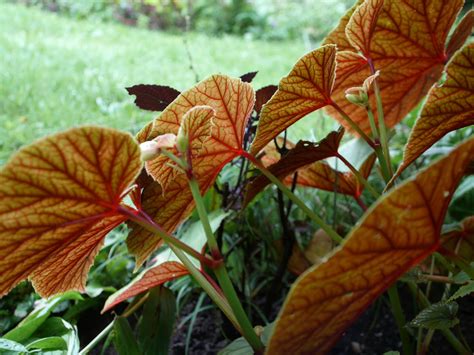 Plant wax begonia transplants 6 to 8 inches apart and others according to their mature size. The Cornwallville Gardens: Freak Out Plant: Begonia grandis