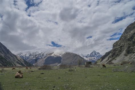 Cow Meadows Of The Caucasus Mountains Georgia Stock Photo Image Of