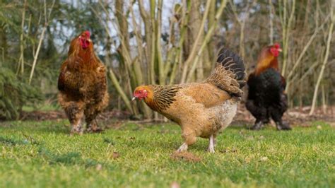 Brahma Chicken Information And Facts Farm And Chill